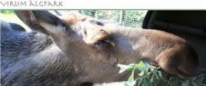 images (1)
